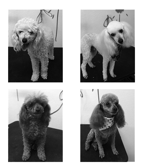 Rowlett Dog Grooming